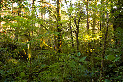 Rain Forest - Cortes Island Forest photo