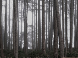 Firs in the Fog - Cortes Island Forest photo