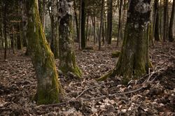 Evening in the Forest -  Forest photo
