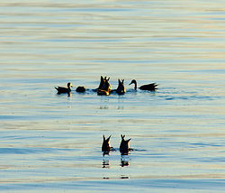 Dabbling Ducks -  Funny Animal photo