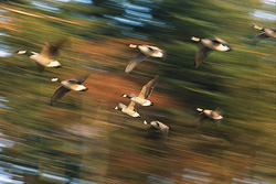 Canada Geese in Flight - Cortes Island Geese photo