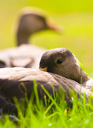Greater White-fronted Goose -  Goose photo