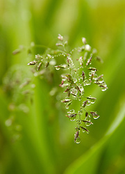 Rain on Wild Oat Seeds - Cortes Island Grass photo