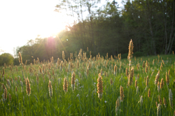  Aillevillers Grass photo
