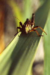  Cortes Island Grasshopper photo