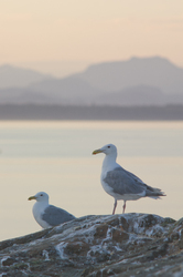 Glaucous Winged Gulls at Dusk - Mitlenatch Island Gull photo
