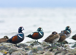 Histrionicus Histrionicus - Cortes Island Harlequin Duck photo