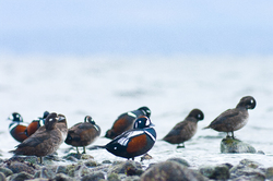 Harlequin Flock - Cortes Island Harlequin Duck photo