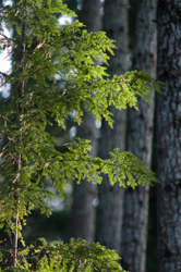 Sunlight on Hemlock Needles - Cortes Island Hemlock Tree photo