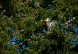 Roosting Great Blue Heron - Cortes Island Heron photo