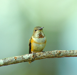 Rufus Hummingbird Portrait -  hummingbird photo