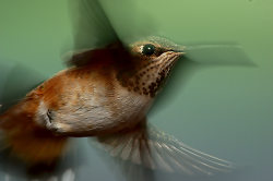 Hummingbird Action Portrait II -  Hummingbird photo