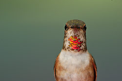Rufus Hummingbird Portrait -  Hummingbird photo