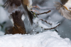 Lift Off - Cortes Island Junco photo
