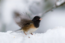 Junco - Cortes Island Junco photo