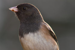 Dark-Eyed Junco - Cortes Island Junco photo