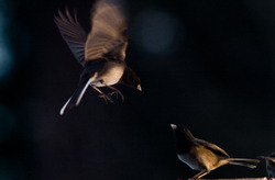 Eye to Eye - Cortes Island Junco photo