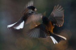Dueling Juncos - Cortes Island Junco photo