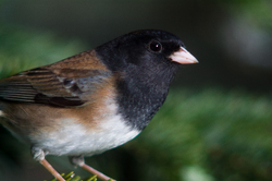 Junco Hyemalis Portrait - Cortes Island Junco photo
