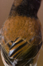 Oregon Junco -  Junco photo
