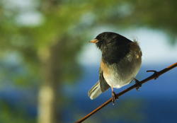 Look Right - Cortes Island Junco photo