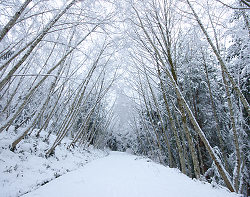 Snowy Road Through the Woods - Cortes Island  photo
