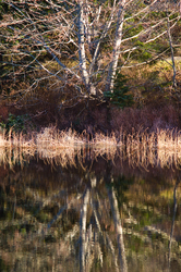  Cortes Island  photo