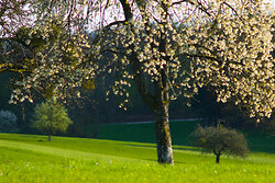 Cherry Blossoms - Aillevillers  photo