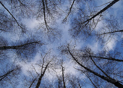 Converging Alders - Cortes Island  photo