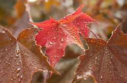 Autumn Maple Leaves -  Maple Leaf photo