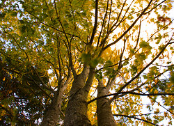 Swirling Maples - Cortes Island Maple Tree photo