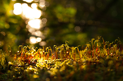Mosses - Cortes Island Moss photo