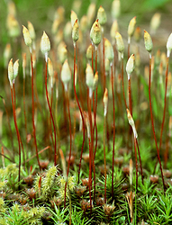 Moss Flowers - Cortes Island Mosses and Lichens photo