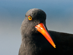 Black Oystercatcher Portrait - Cortes Island Oystercatcher photo