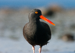 Black Oystercatcher Portrait - Cortes Island Oystercatcher photo