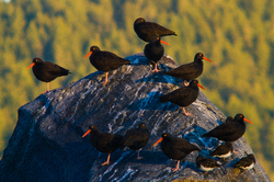 Black Oystercatchers - Cortes Island Oystercatcher photo