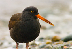 Haematopus Bachmani - Cortes Island Oystercatcher photo