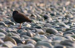 Black Oystercatcher - Cortes Island Oystercatcher photo