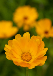 Calendula -  Plant photo