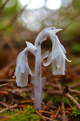 Monotropa uniflora - Cortes Island  photo