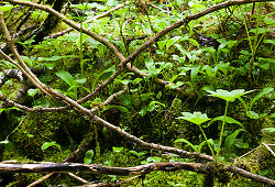 Devil's Club beside the creek - Slocan Valley  photo