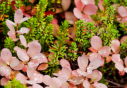 Paradise Meadows Foliage - Mount Washington  photo