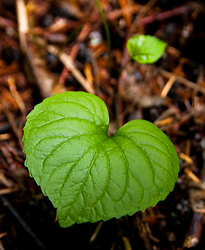 Wild Ginger No. 2 - Slocan Valley  photo
