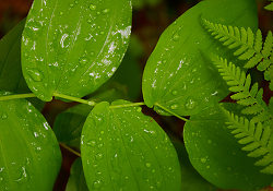 Rain on Leaves - Slocan Valley  photo