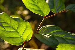 Salal Leaf Vains - Cortes Island  photo