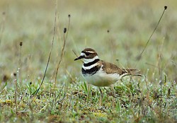 Killdeer - Cortes Island Plover photo
