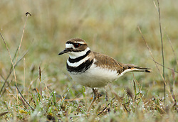 Killdeer - Cortes Island Plover photo