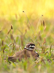 Sitting Killdeer  - Cortes Island Plover photo