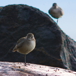 Black-bellied Plovers - Cortes Island Plover photo