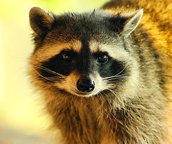 Raccoon Portrait 3 - Cortes Island Raccoon photo